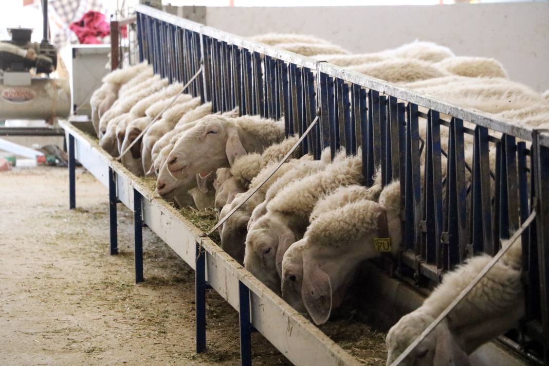 Konya'da hayalini kurdu, kendi işinin patronu oldu 2